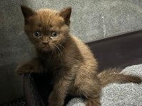 Çikolata özel renk çok özel yavru kediler