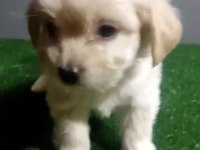 Maltipoo yavrularımız