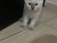 Bluepoint orjinal ve çok özel yavru kedimiz