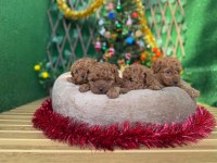 Toy Poodle Bebekler Referans Yavrumuz