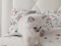 Saf Kan British Shorthair Yavrular