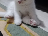 Kedilerimiz yeni yuvalarına gitmeye hazırdır