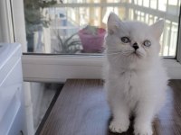 Exotic shorthair yavrular