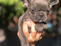 Blue french bulldog yavrular