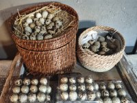 Teksas bıldırcın yumurtası