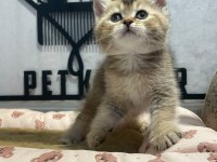 Golden tabby british bebeğim