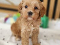 Maltipoo  Yavrularımız 
