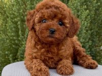 Kore Kan Red Brown Toy Poodle