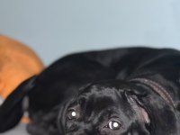 4 aylık dişi cane corso