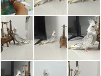 65 günlük Ev üretimi WF Perl Ele alışkın sultan papağanı