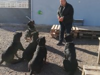 SAFKAN ROTTWEİLER YAVRULAR VETERİNER HEKİMDEN