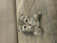 Tatlı bir Mia scottish fold