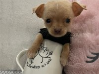 Teacup minyatür erkek chihuahua (şivava) bebek