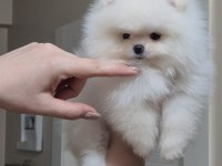 ÜST KALİTE KAR BEYAZ TEACUP POMERANİAN BOO DİŞİ