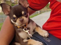 Yavru chihuahua
