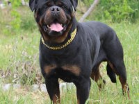 A Şecereli Rottweiler Yavrular Macar Koca kafa küt burun