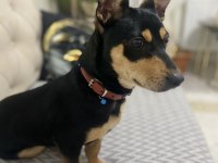 Akıllı sadık Pinscher