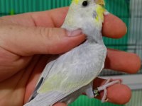 Rainbow muhabbet kuşu yavruları
