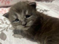 MİNİK MAİNE COON DEVLER AİLELERİNİ SABIRSIZLIKLA BEKLİYOR