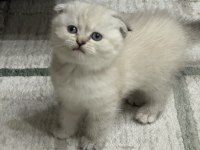 SAHİPLENRİLECEK YAVRU KEDİLER