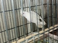 Albino Takım Sultan Papağanı