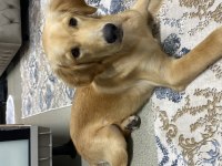 Orjinal golden retriever yavrusu