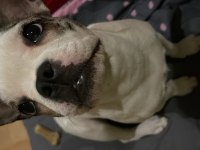 5 Aylık Dişi Eğitimli French Bulldog