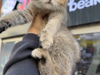 Scottish fold dişi golden