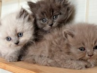 British Longhair safkan yavrularımız