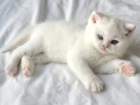 Minik Pamuk Gibi Yavrularımız British Longhair