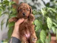 Toy poodle kore kan