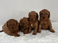 Safkan Irk Garantili Poodle Bebekler