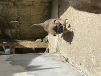 Dişi Anadolu çoban köpeklerimiz yeni yuvasını arıyor