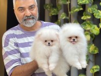 Orjinal Pomeranian Boo