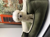 Kar Beyaz Maltese Terrier Yavrularımız @petclubadanaa