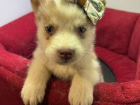 Orjinal Husky Köpekler