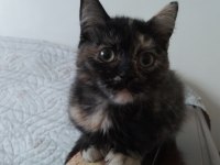 2.5 AYLIK GÜZELLİK KEDİMİZ YUVA ARIYOR