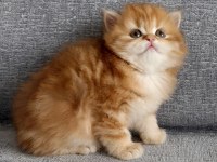 British Longhair Golden Erkek