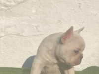 Blue Tan Platinum anatomi harikası egzotik french bulldog