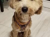 Aylık erkek maltipoo