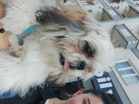 Shih tzu 7 aylık eğitimli