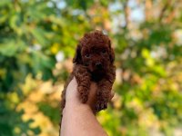 ANKARA NIN EN GÜZEL TOY POODLE YAVRULARI