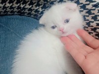 2 aylık scottish fold dişi kedimi sahiplendiriyorum