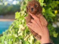 Toy poodle yavrularımız ruhsatlı çiftliğimizden