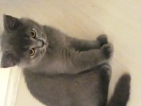 2 aylık british shorthair yavruların sahiplerini bekliyor