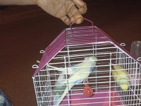 Toplu muhabbet kuşu 2 erkek ve 2 dişi