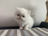 Son 2 adet iran kedisi yavrusu