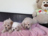 Kore kan maltipoo bebekler