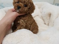 Toy poodle yavrularımız