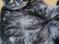 Ücretsiz sahiplendirme scottish fold kedimiz